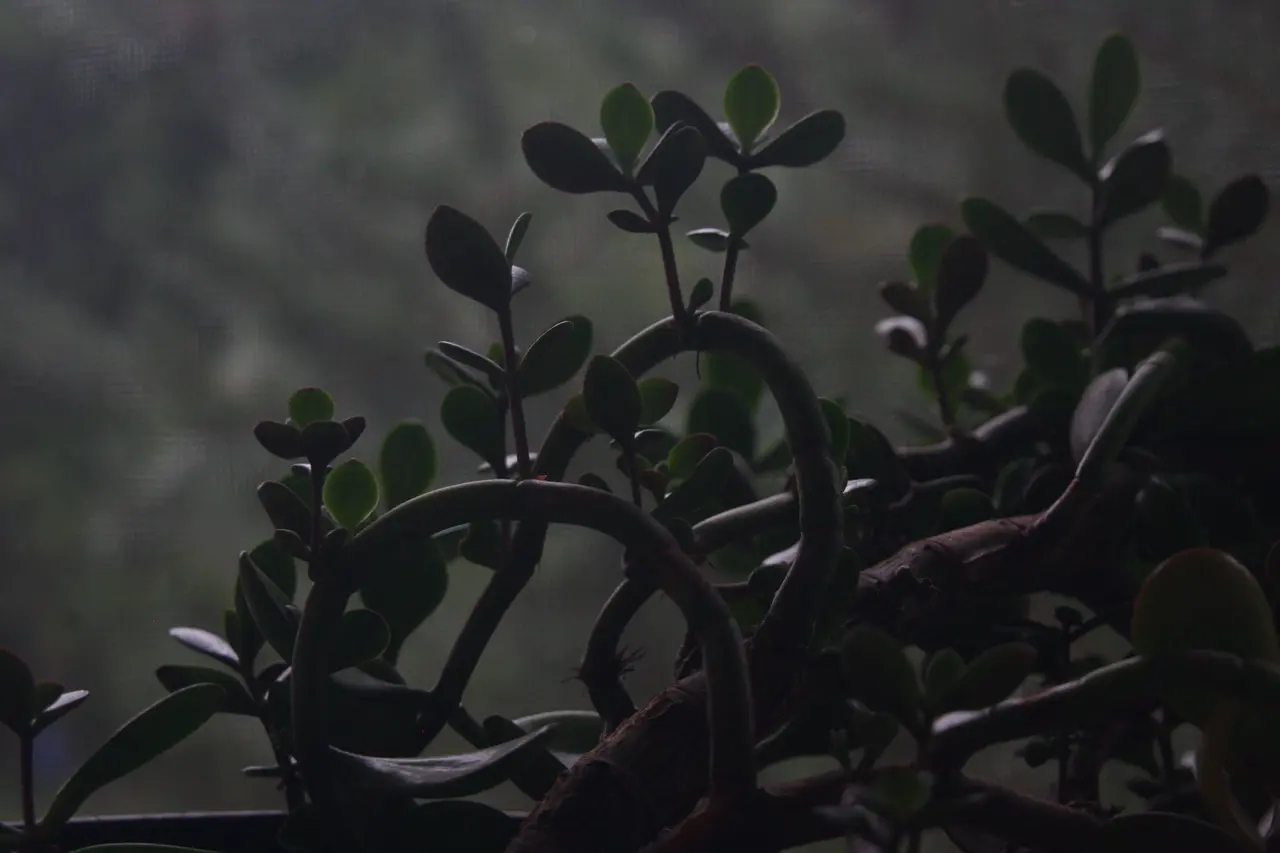 A dark photo of a money tree (also kmown as Crassula ovata). The background is very blurry.